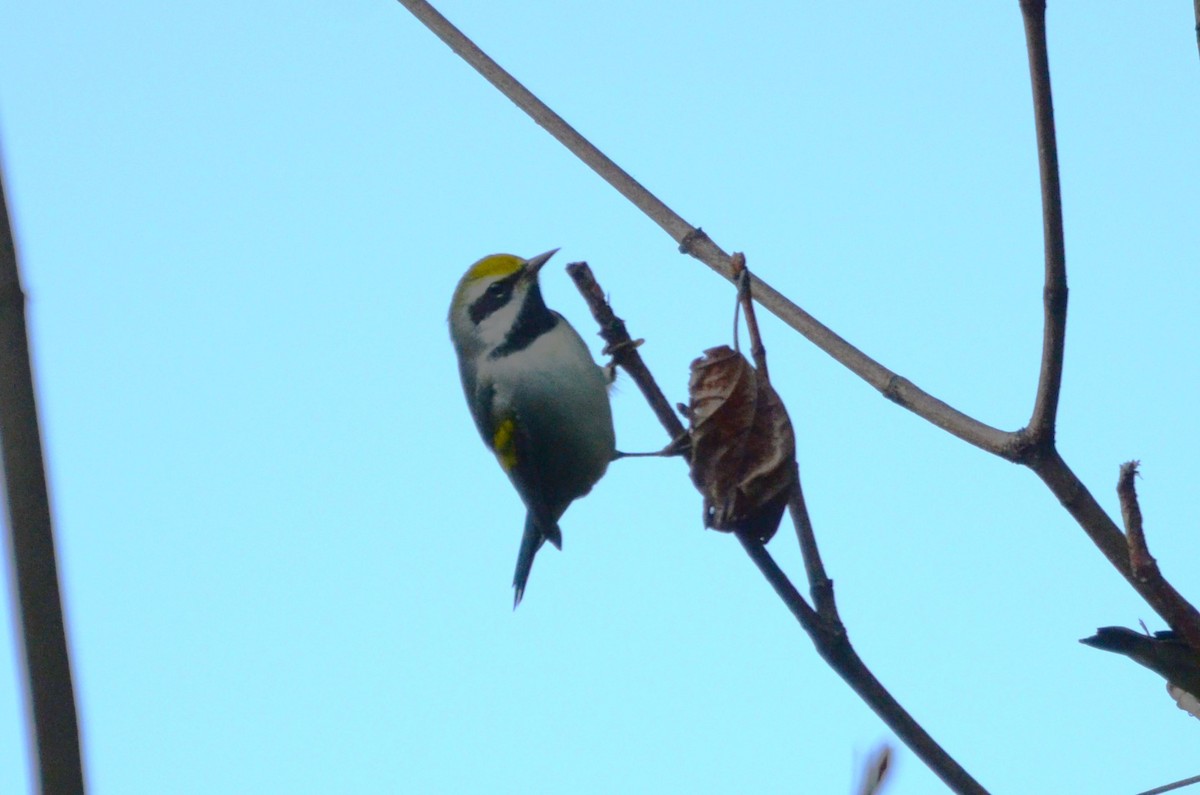 Golden-winged Warbler - ML641083228