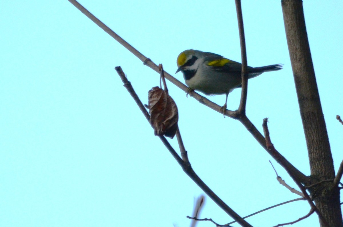 Golden-winged Warbler - ML641083240