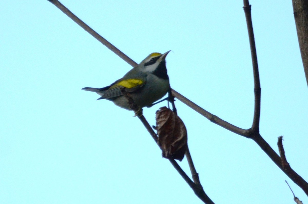 Golden-winged Warbler - ML641083242