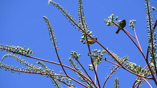 Plain Sunbird - ML641083245