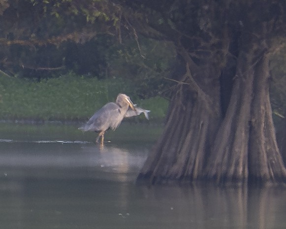 Great Blue Heron - ML641083267