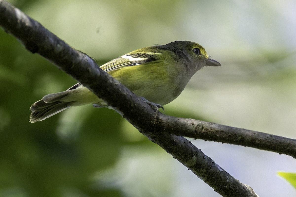 White-eyed Vireo - ML641083284