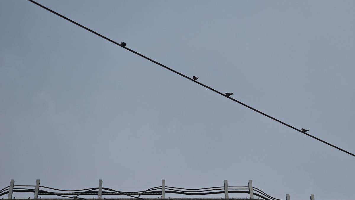 Barn Swallow - ML641083288