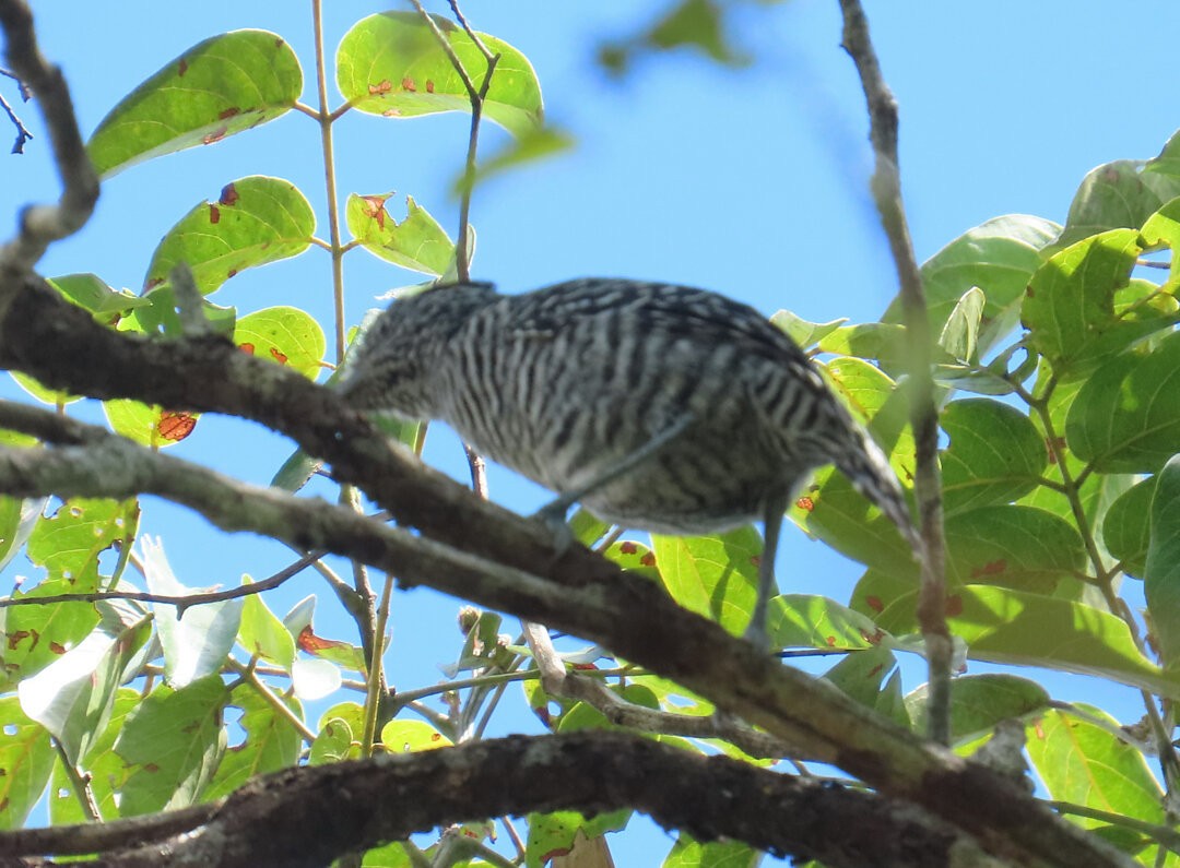 Batará Barrado (grupo doliatus) - ML641083289