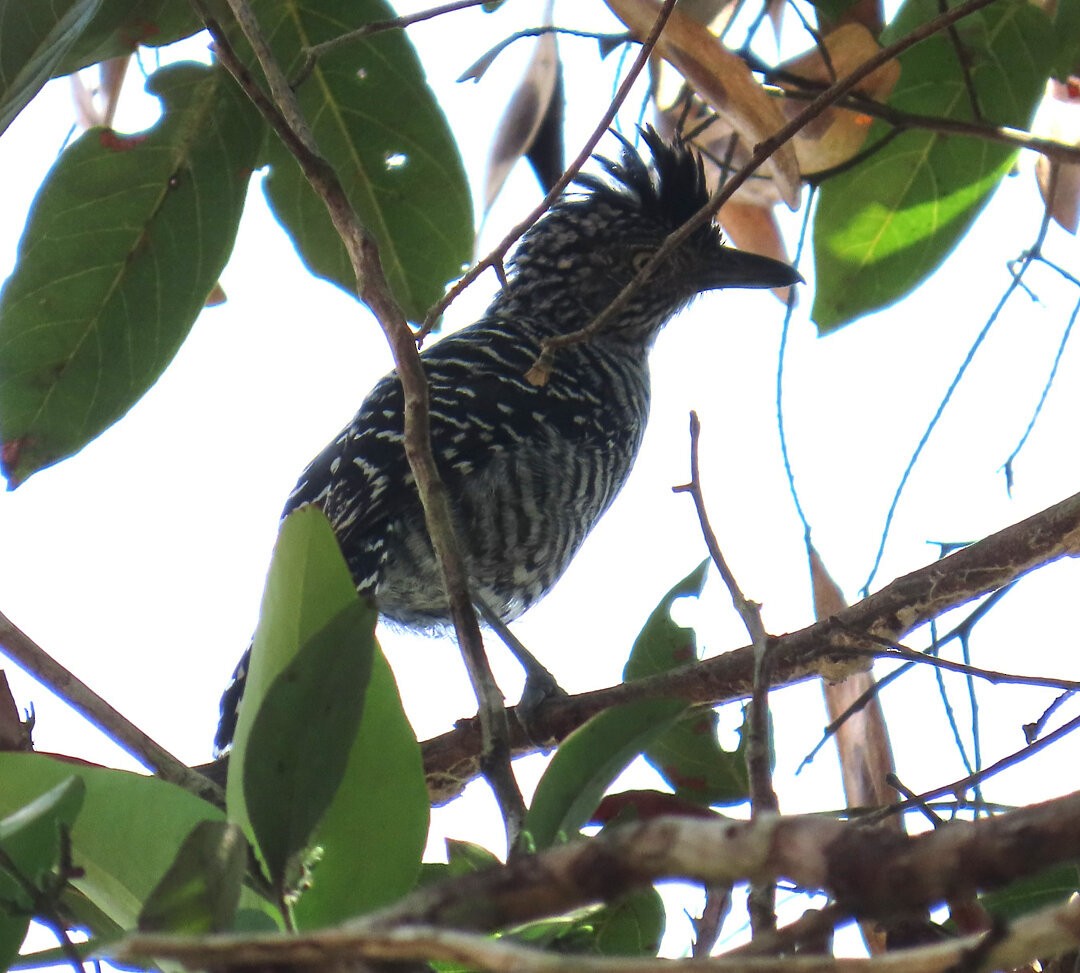 Batará Barrado (grupo doliatus) - ML641083290