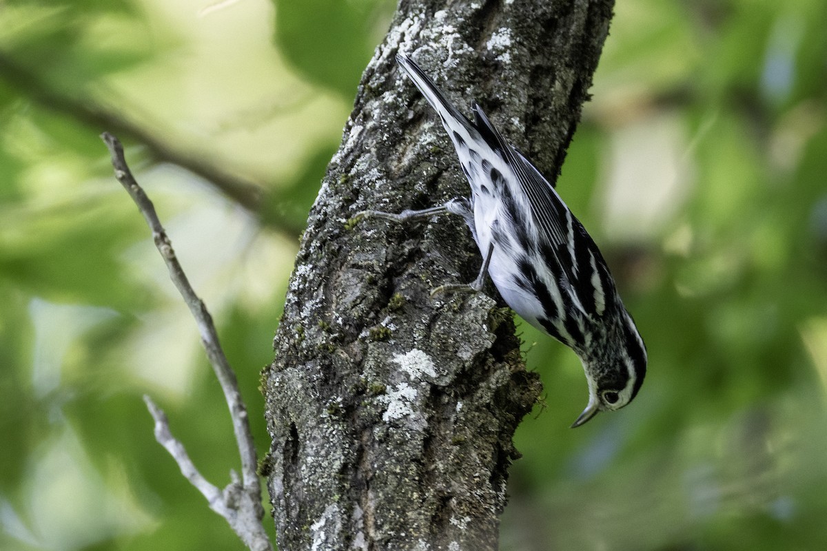 Black-and-white Warbler - ML641083296