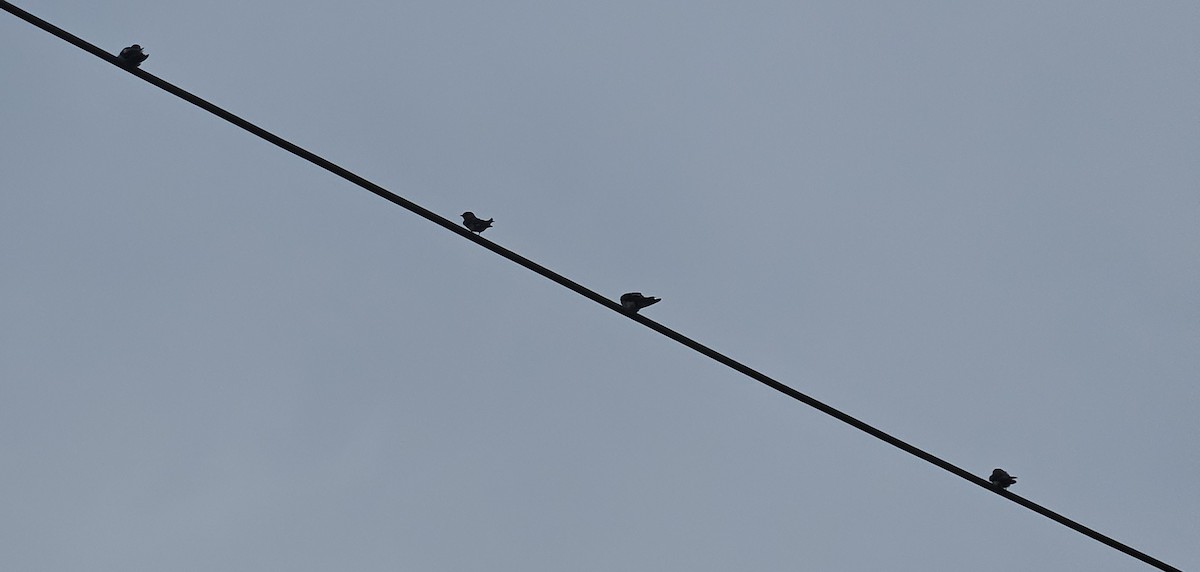 Barn Swallow - ML641083313