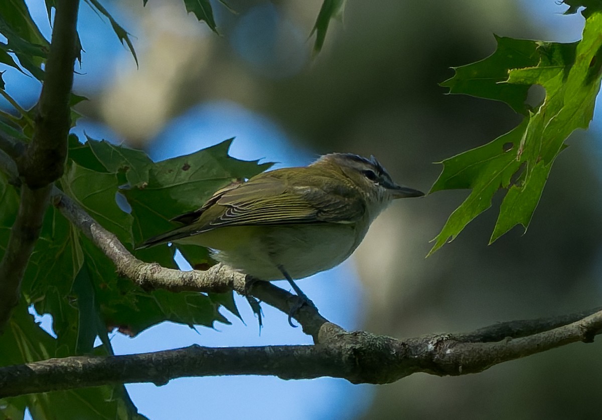 Vireo begigorria - ML641083321