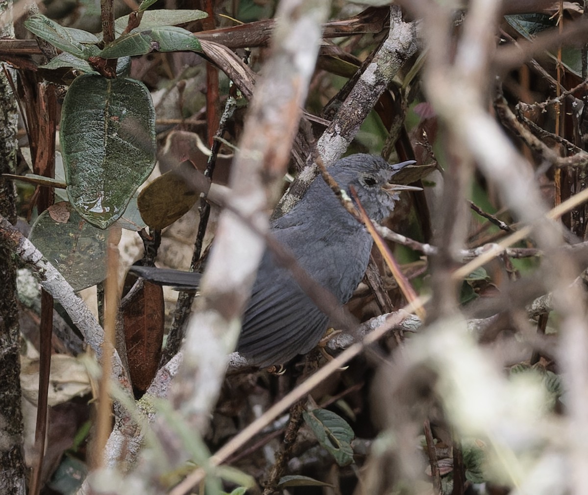 Rock Tapaculo - ML641083339