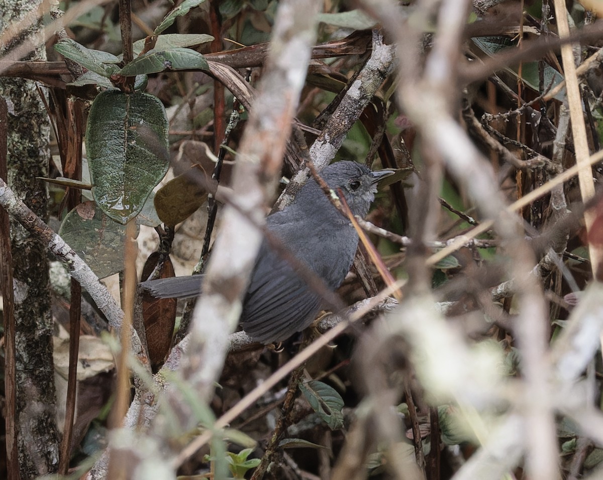 Rock Tapaculo - ML641083340
