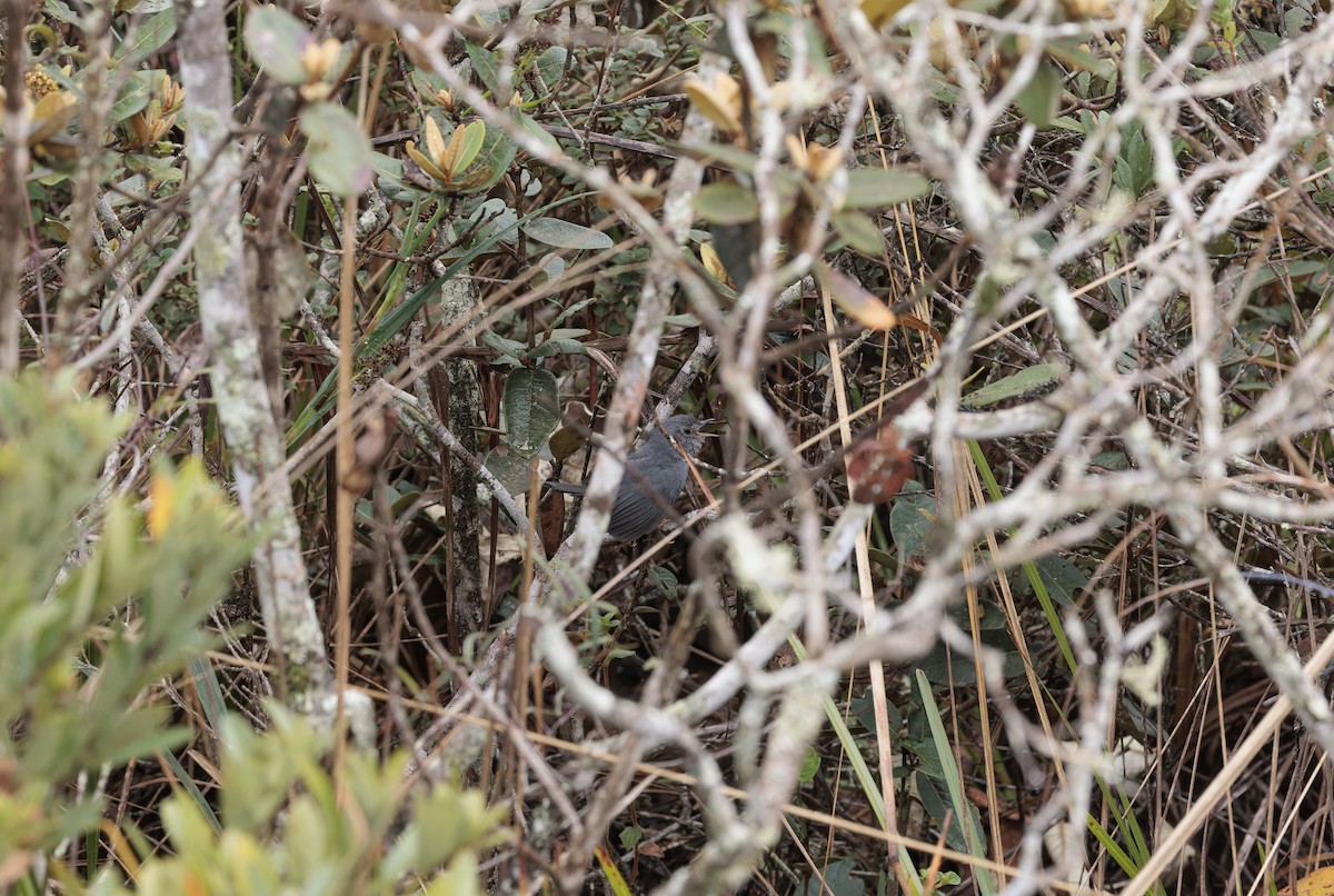 Rock Tapaculo - ML641083341