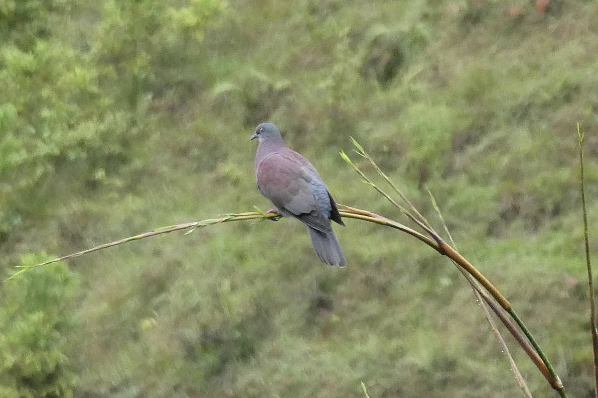Pale-vented Pigeon - ML641083368