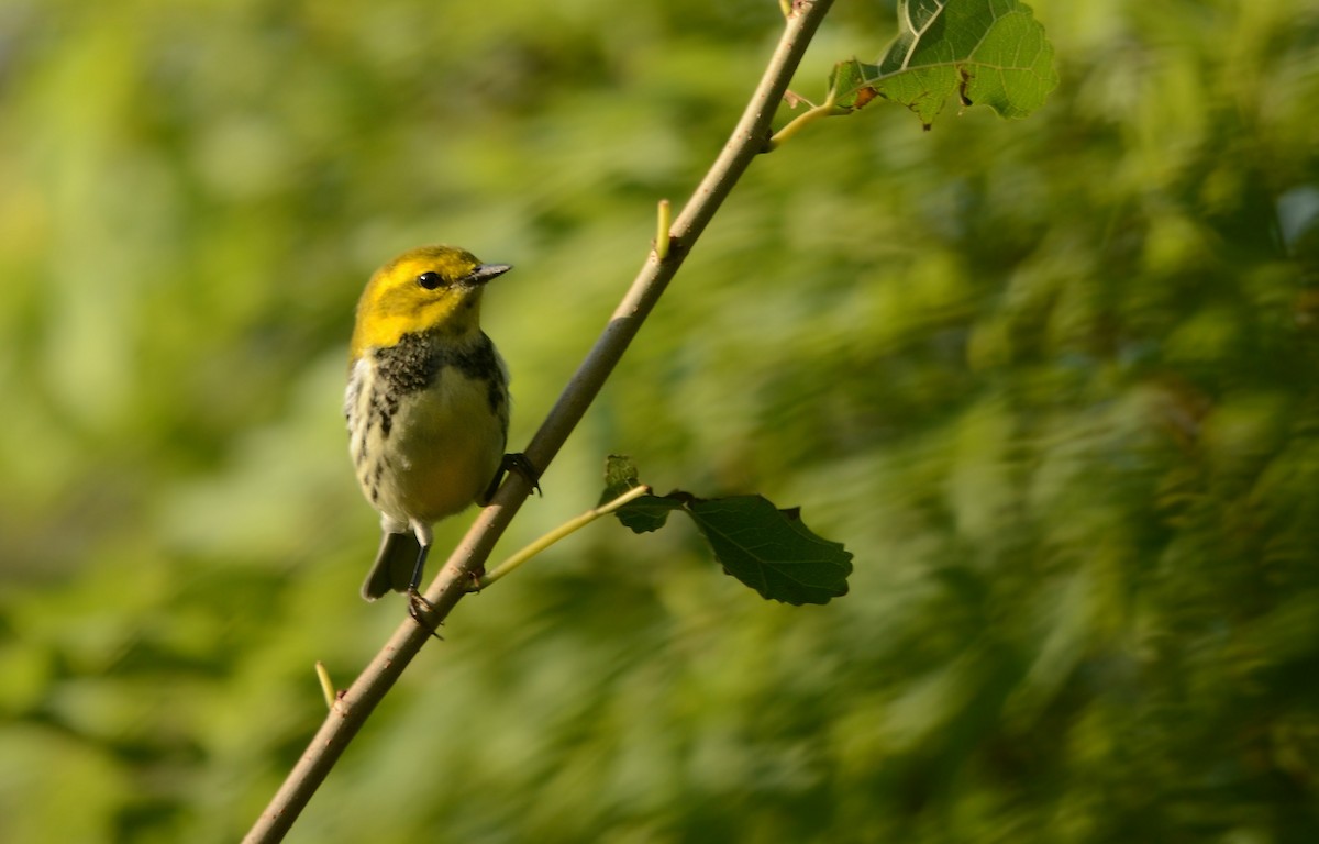 Grünmantel-Waldsänger - ML641083371