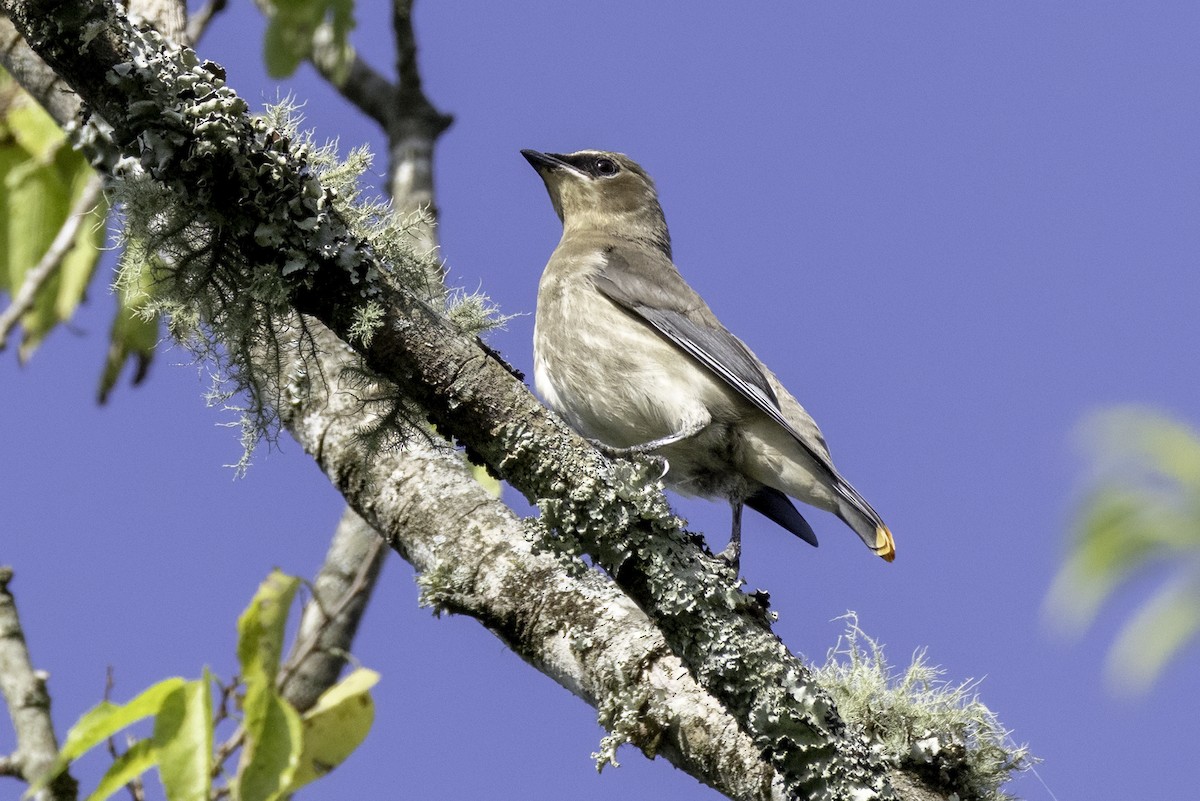 Cedar Waxwing - ML641083394