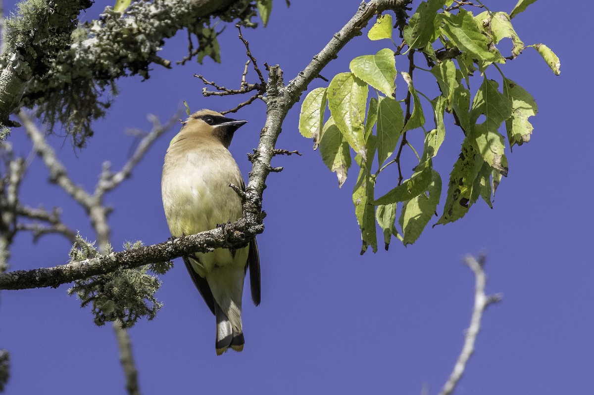 Cedar Waxwing - ML641083395