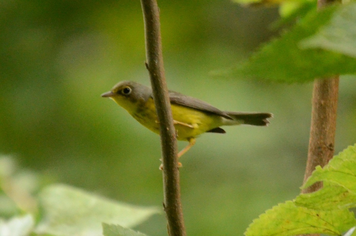 Canada Warbler - ML641083402