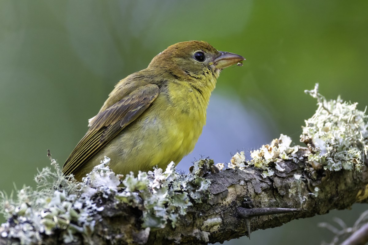 Summer Tanager - ML641083407