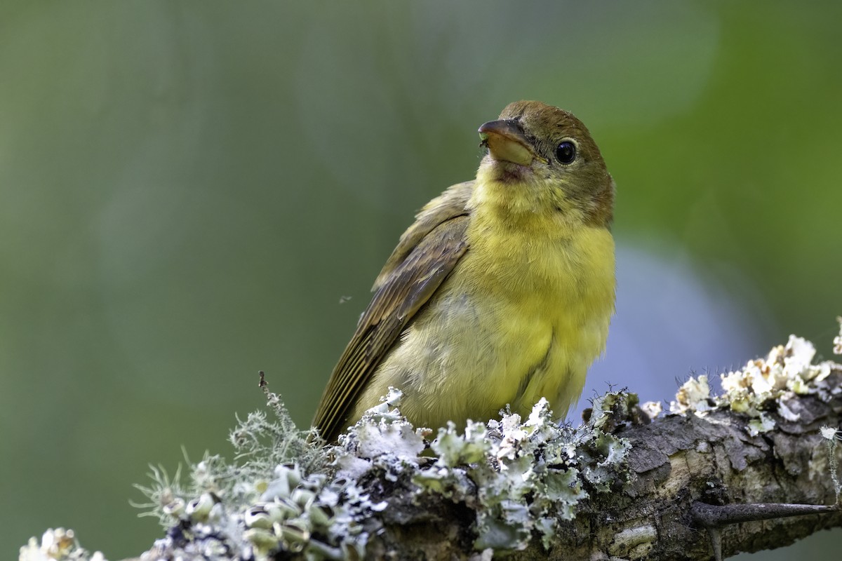 Summer Tanager - ML641083408