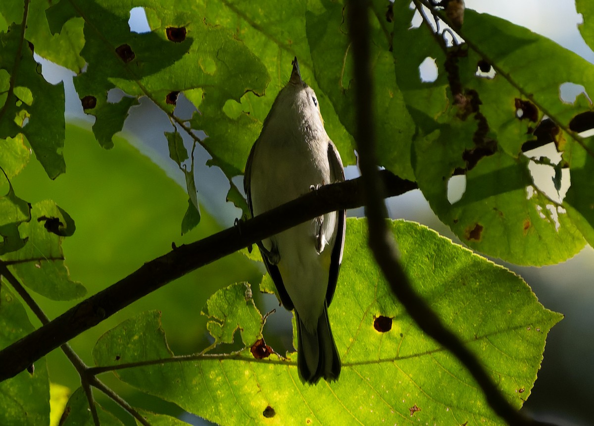 Chestnut-sided Warbler - ML641083426