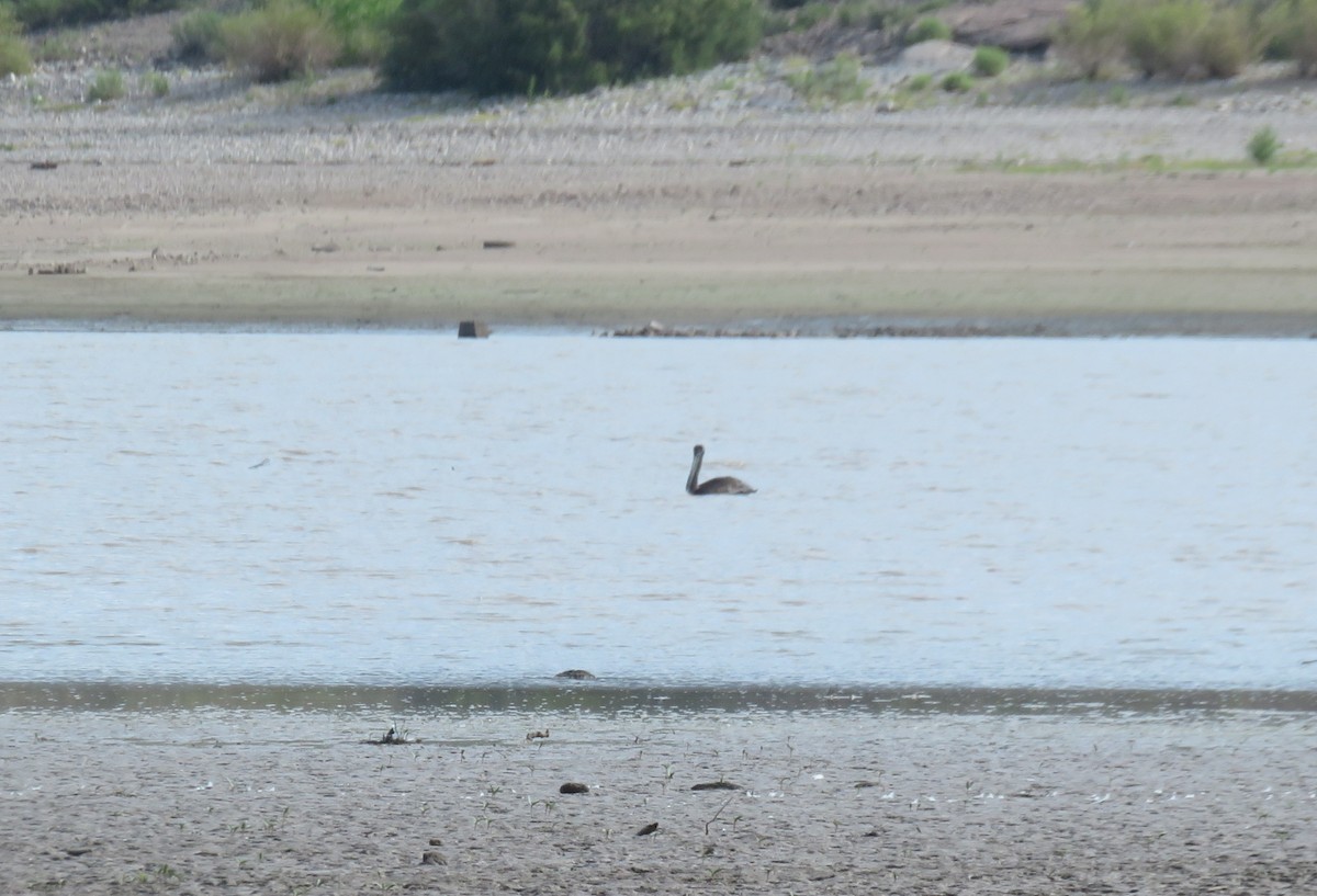 Brown Pelican - ML641083461
