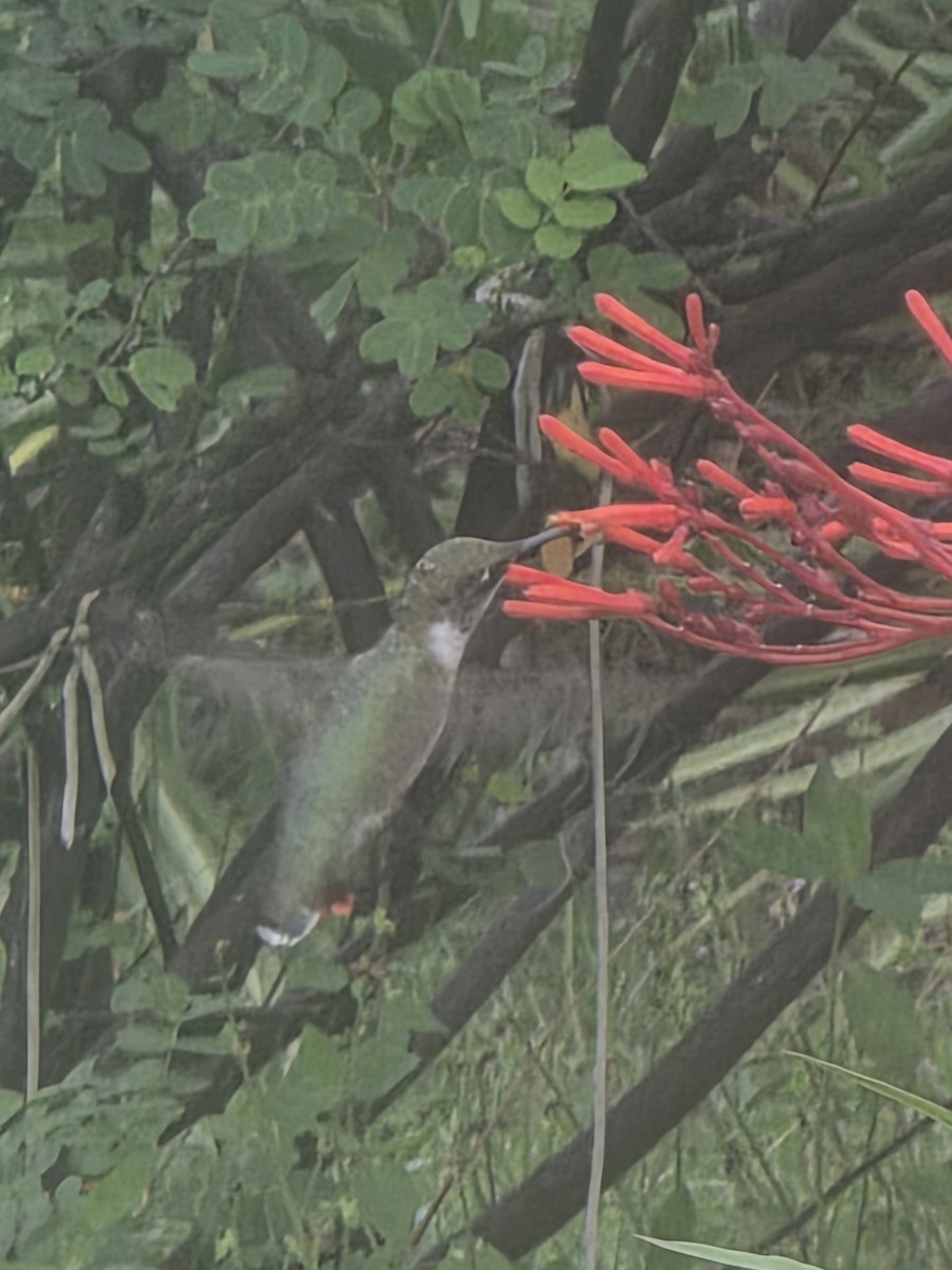 Ruby-throated Hummingbird - ML641083532