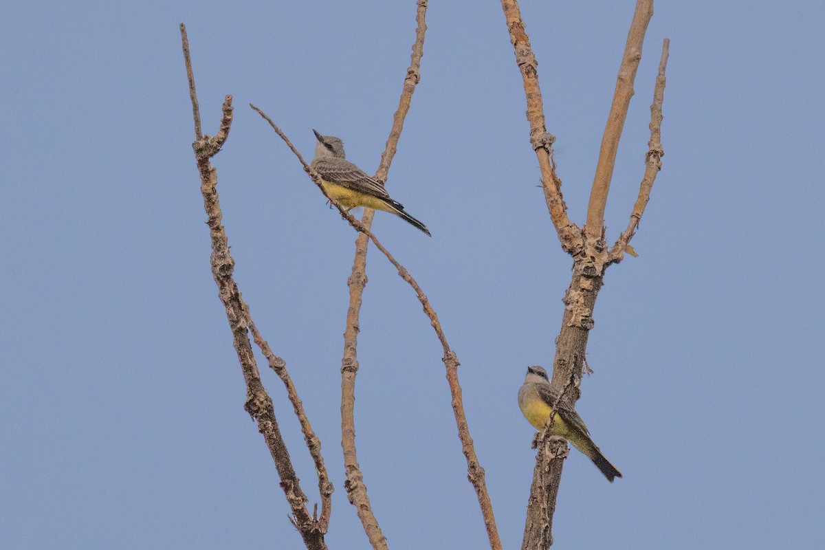 Western Kingbird - ML641083597