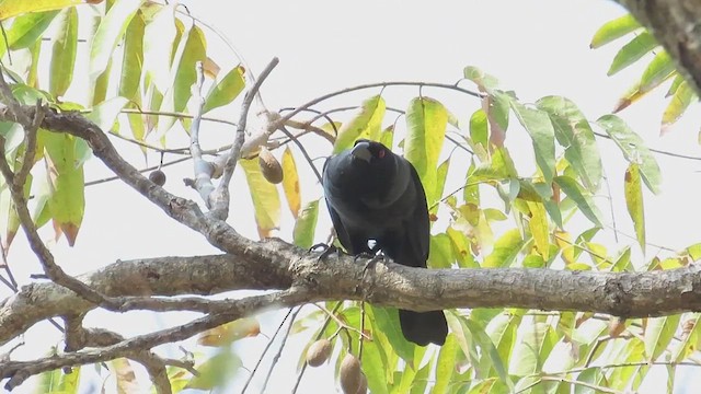 Giant Cowbird - ML641083598