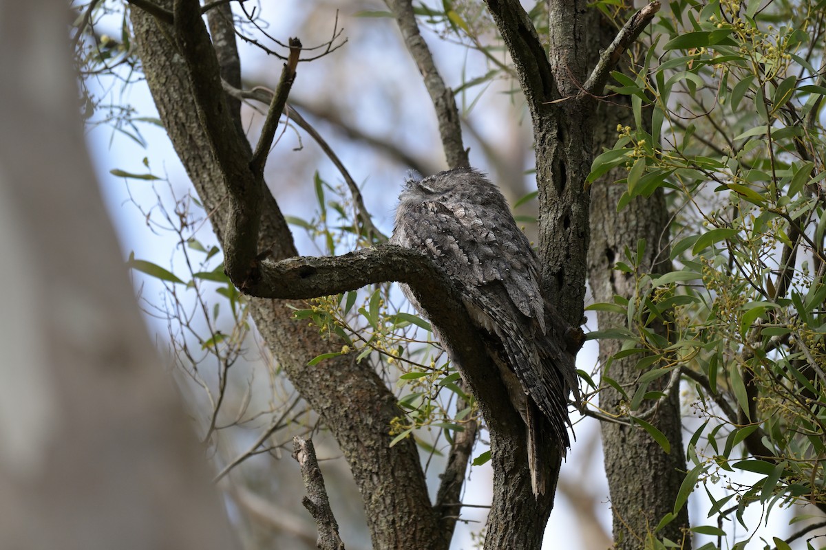 Tawny Frogmouth - ML641083666