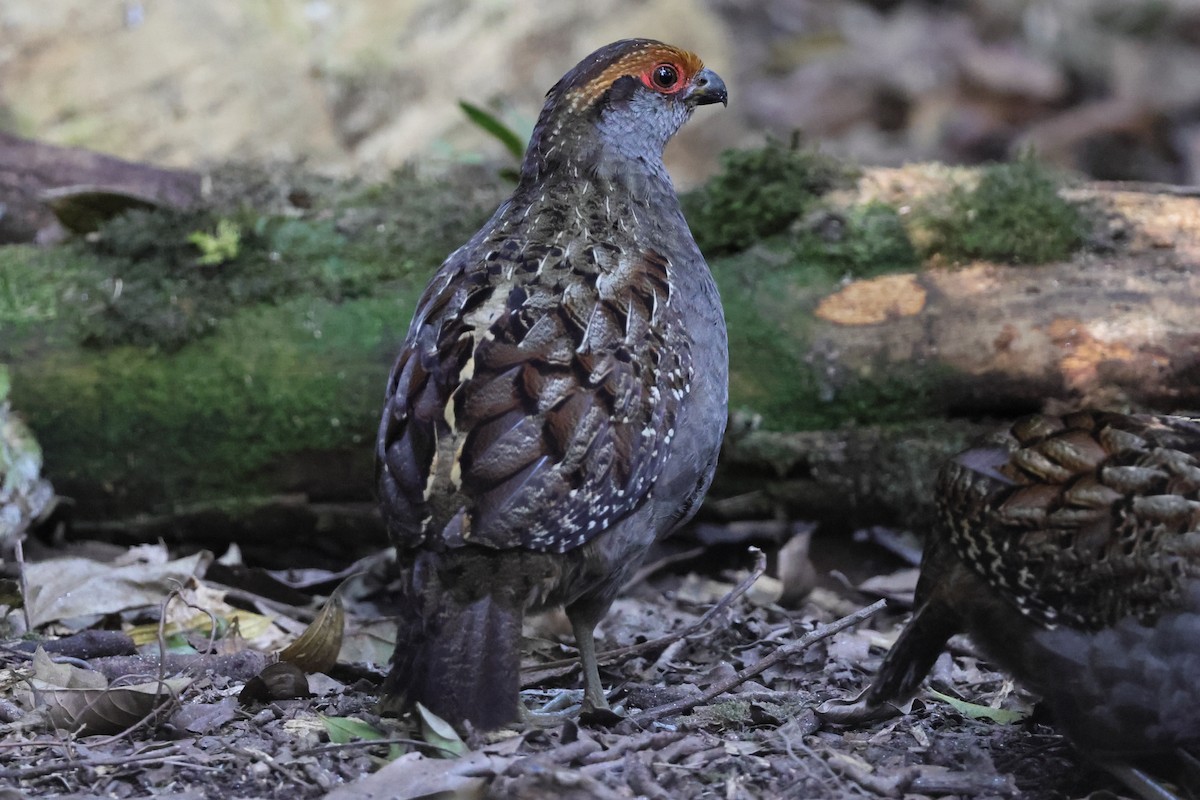 Spot-winged Wood-Quail - ML641083667