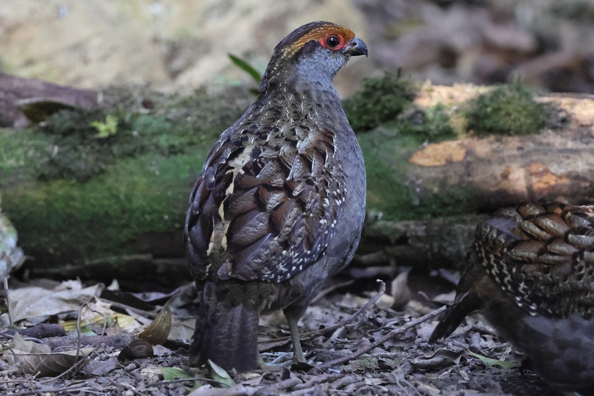 Spot-winged Wood-Quail - ML641083672