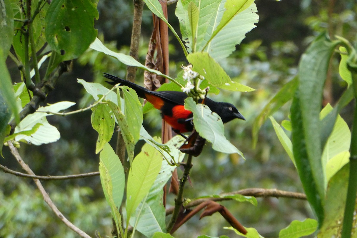 Red-bellied Grackle - ML641083673