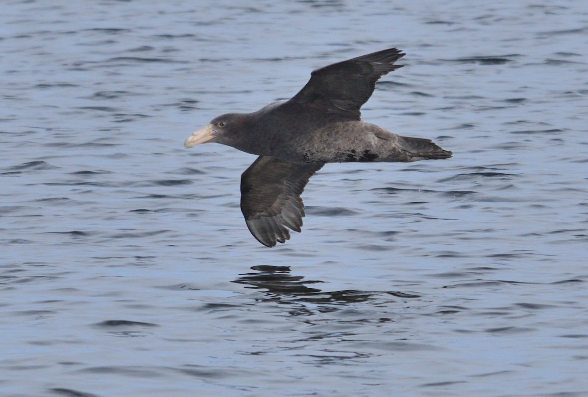 Southern Giant-Petrel - ML641083680