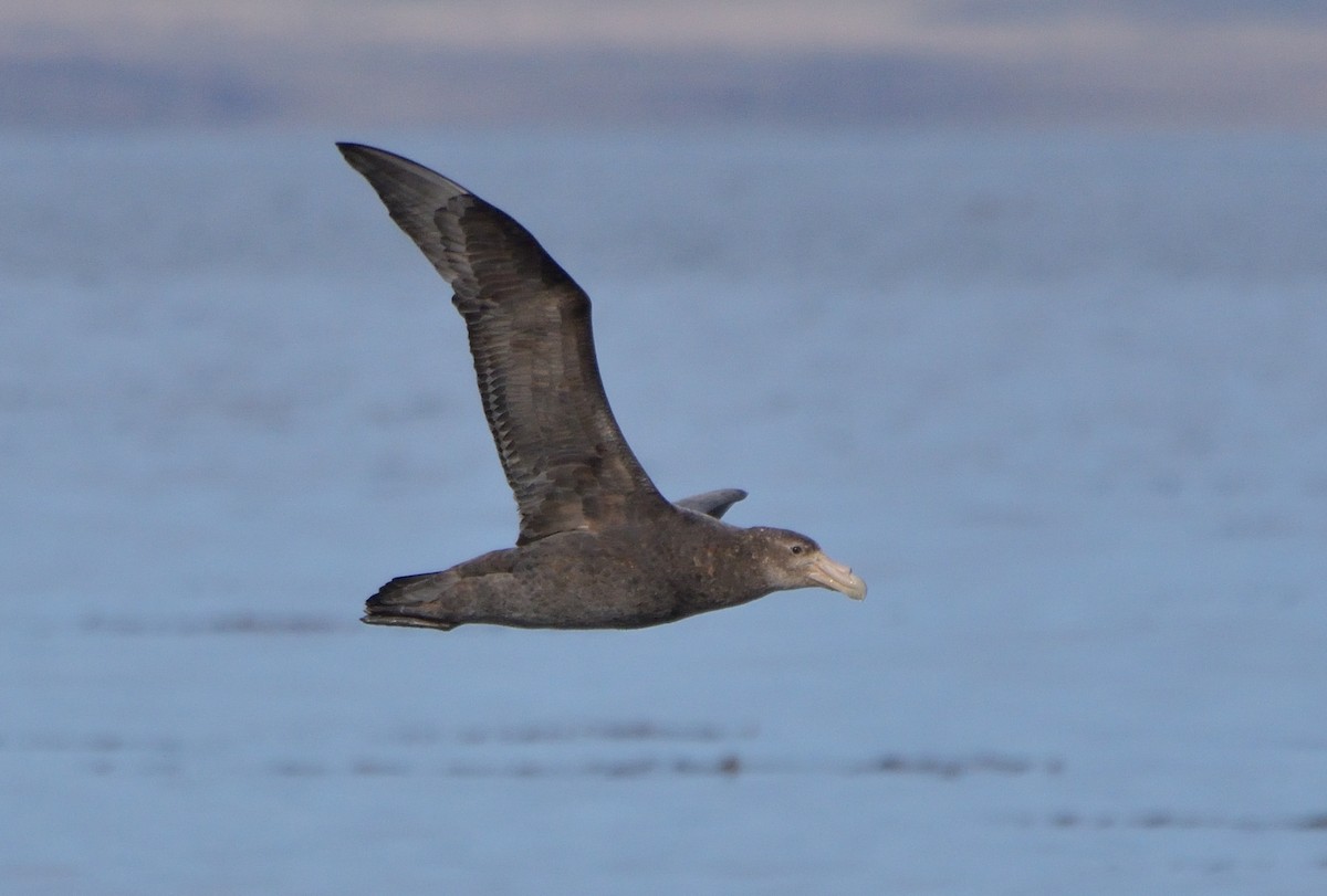 Southern Giant-Petrel - ML641083683