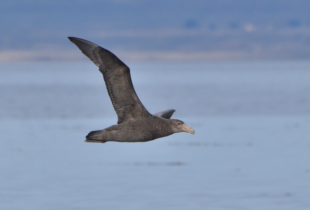 Southern Giant-Petrel - ML641083684
