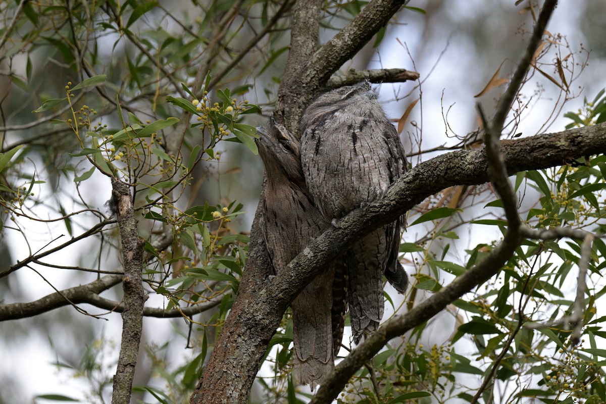 Tawny Frogmouth - ML641083699