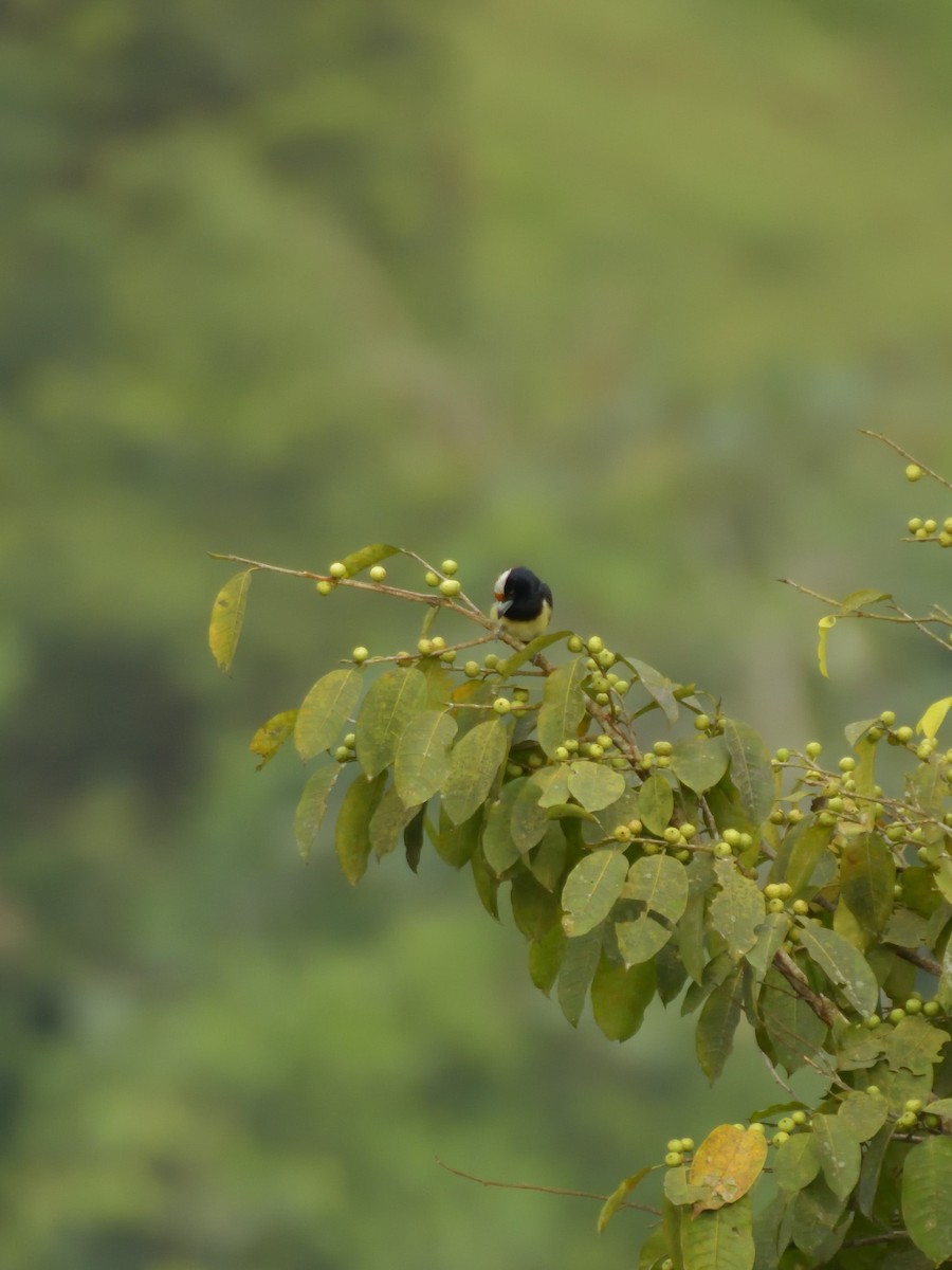 Orange-fronted Barbet - ML641083701