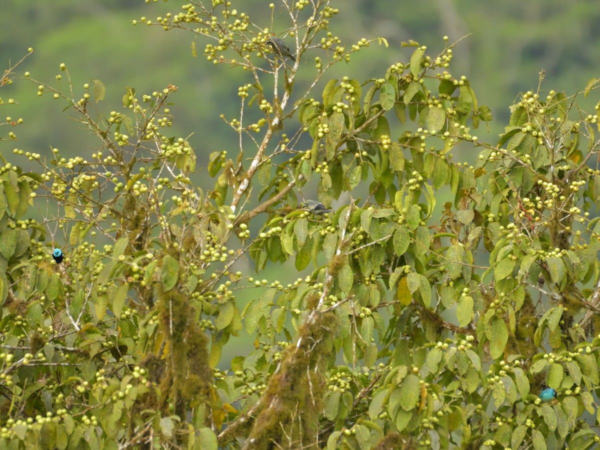 Palm Tanager - ML641083737