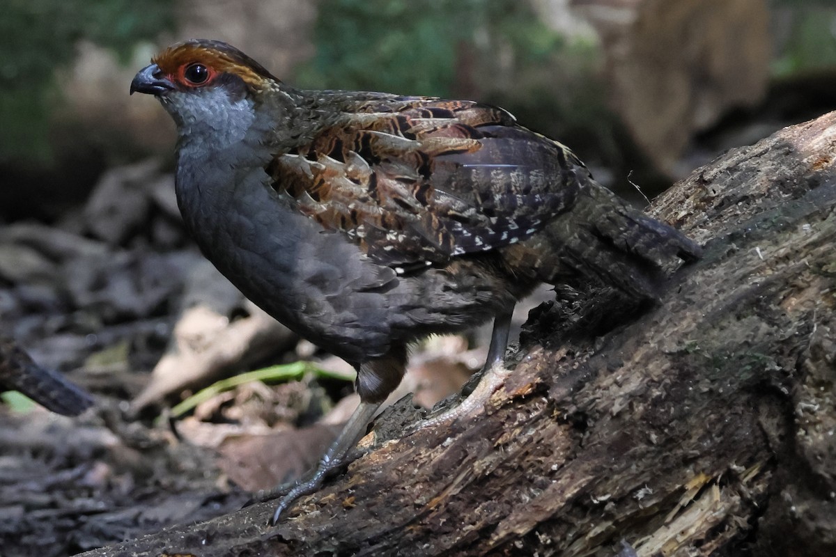 Spot-winged Wood-Quail - ML641083739