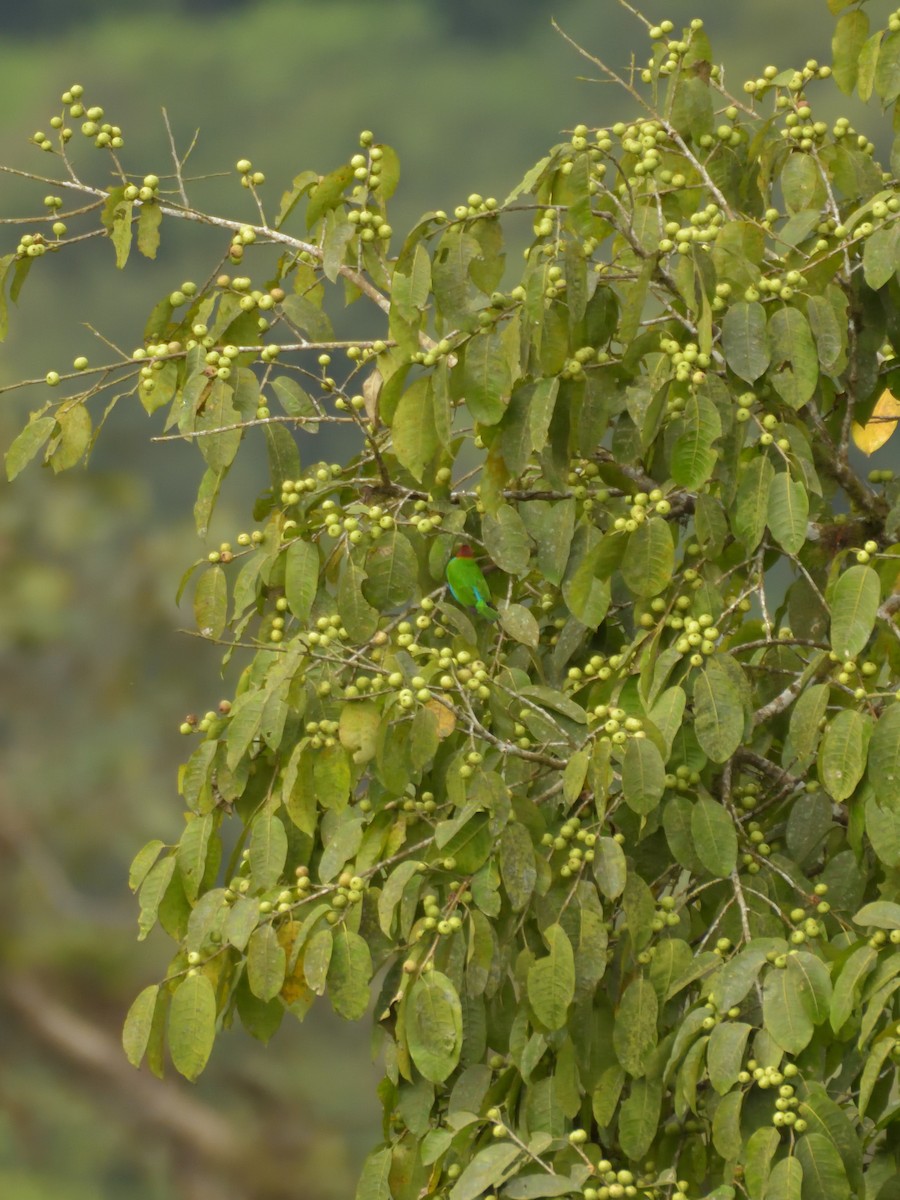Bay-headed Tanager - ML641083764