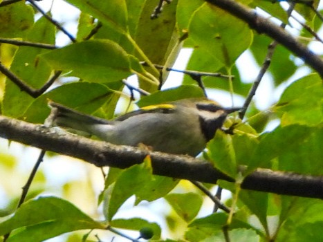 Golden-winged Warbler - ML641083781