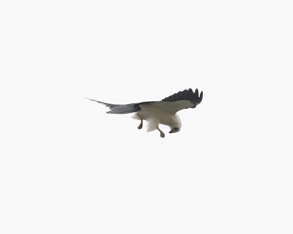 Swallow-tailed Kite - ML641083808