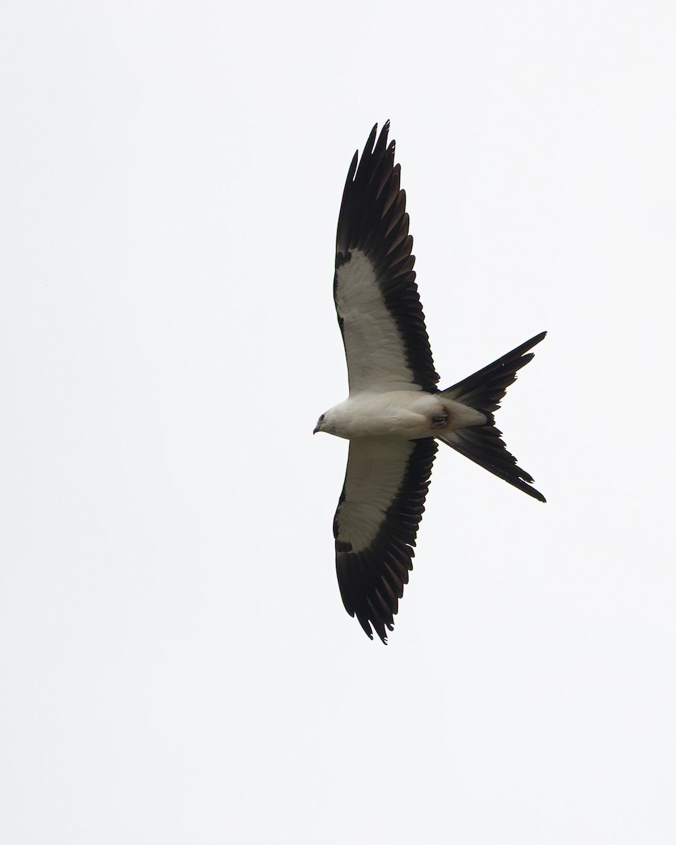 Swallow-tailed Kite - ML641083810