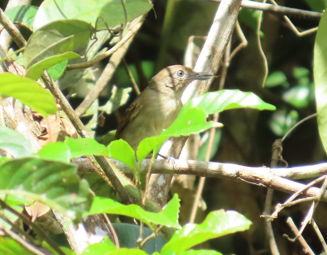 Mouse-colored Antshrike - ML641083835