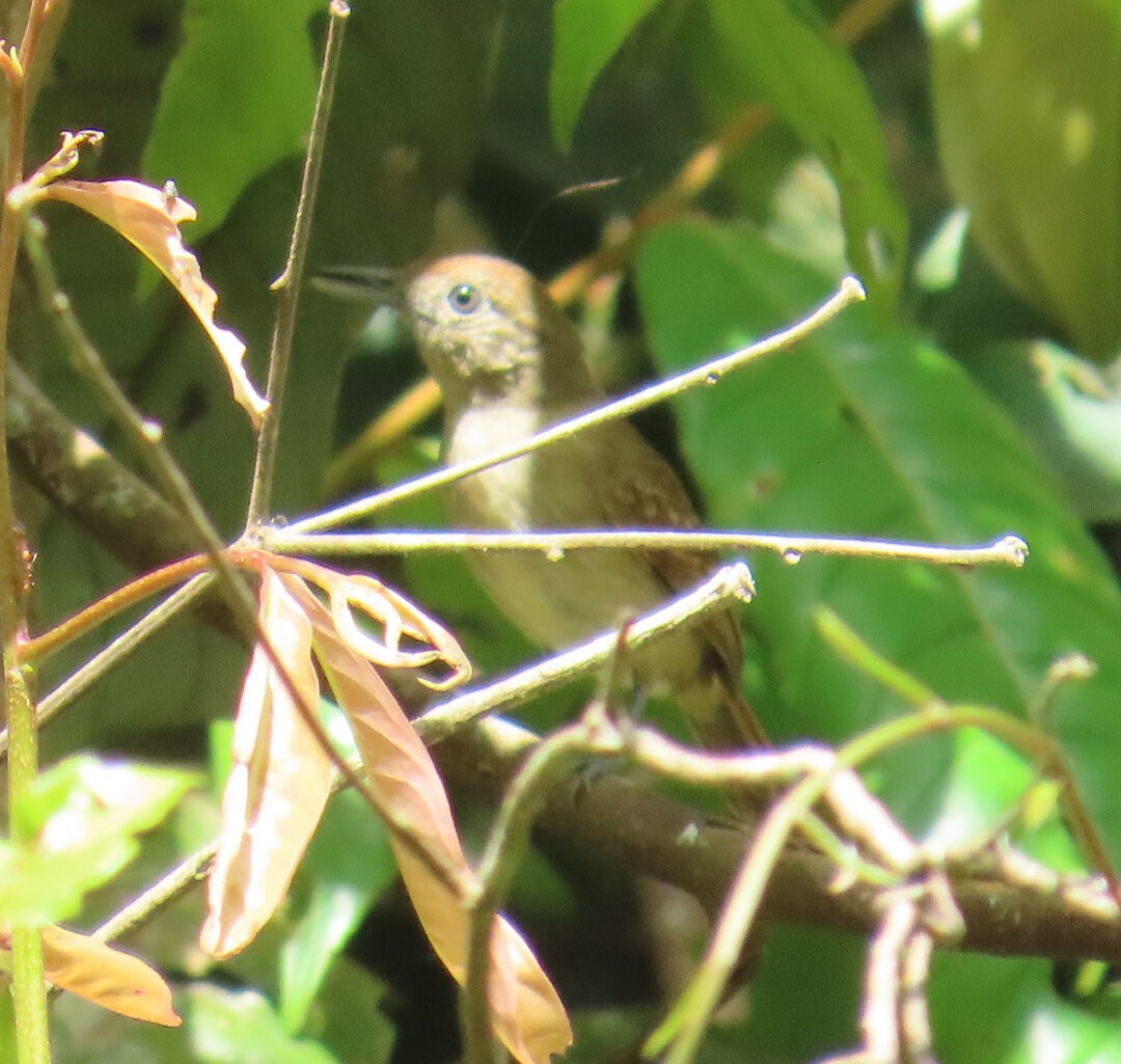 Mouse-colored Antshrike - ML641083836