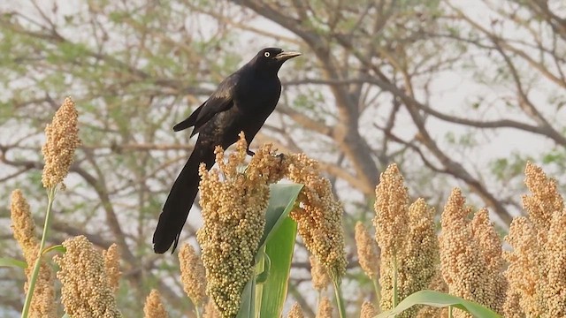 Great-tailed Grackle - ML641083851