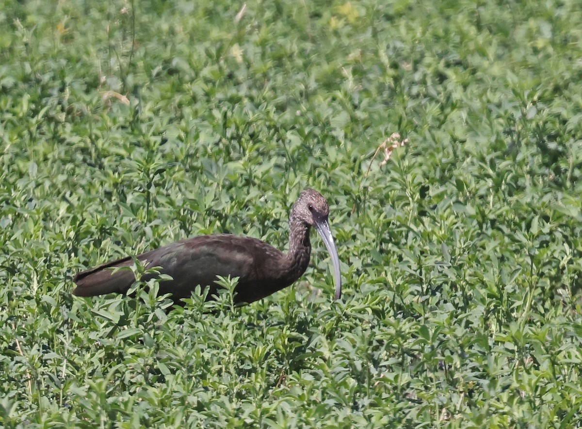 White-faced Ibis - ML641083875