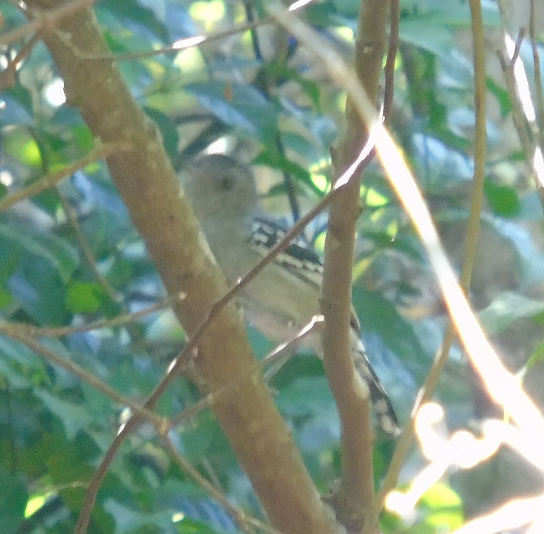 Sooretama Slaty-Antshrike - ML641083885