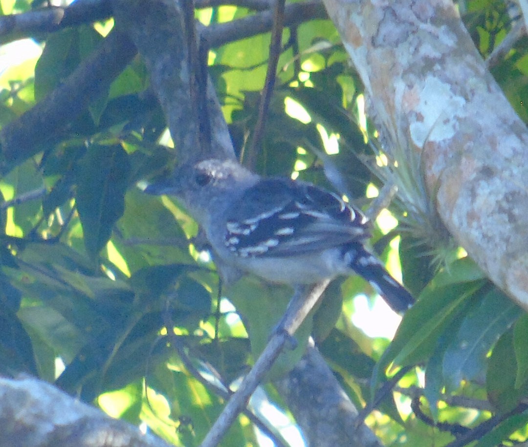 Sooretama Slaty-Antshrike - ML641083886