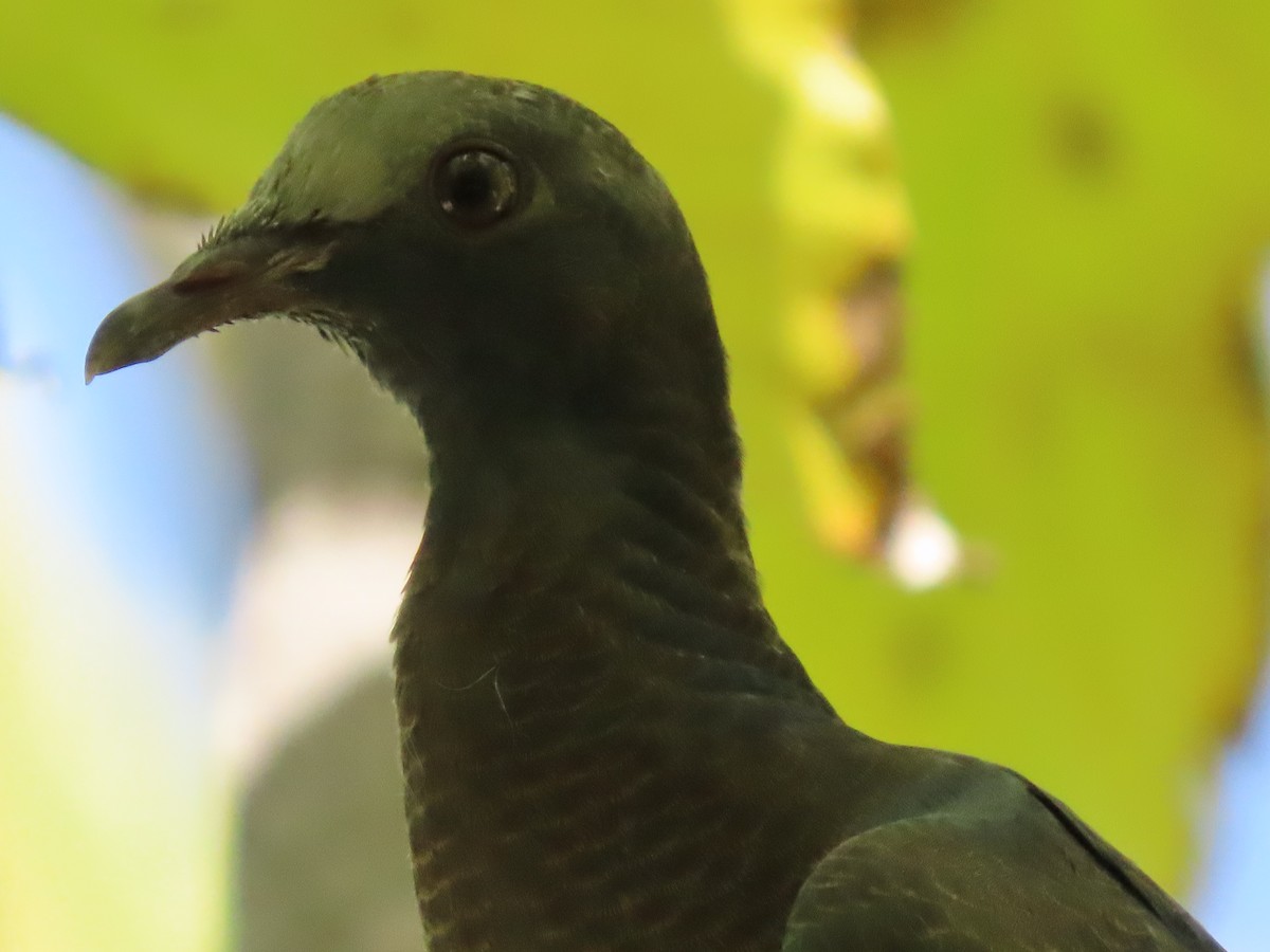 White-crowned Pigeon - ML641083887