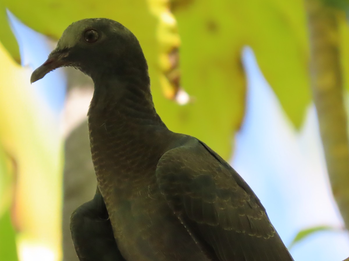 White-crowned Pigeon - ML641083888